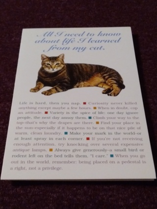 Greeting Card - All I Need To Know...Cat 