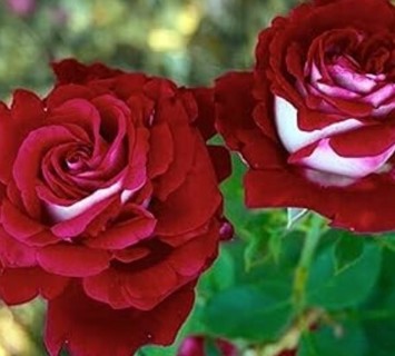 Osiria Red and White Rose!