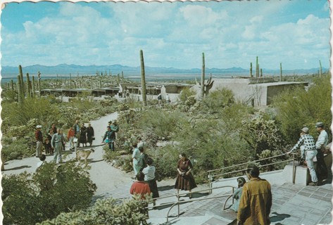 Vintage Used Postcard: Arizona Sonora Desert Museum