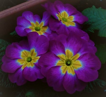 Another Multi-Color Primroses