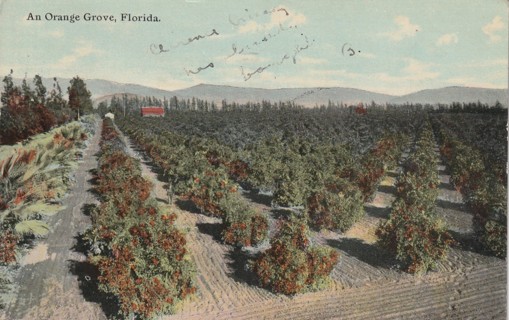 Vintage Used Postcard: (d): 1911 Orange Grove, FL