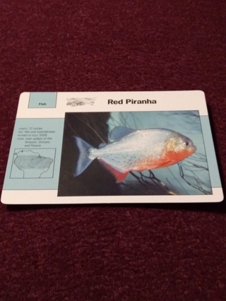 Grolier Story of America Card - Red Piranha