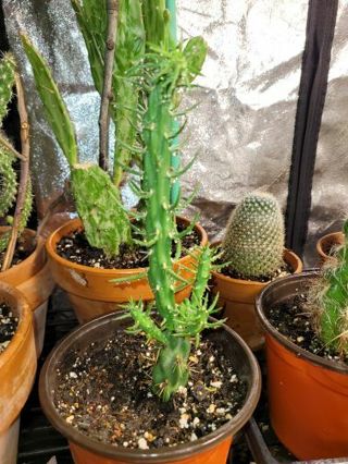 Fully Rooted Cylindropuntia Imbricata (tree cholla)