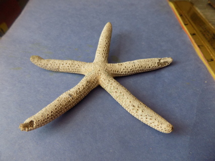 6 inch wide starfish