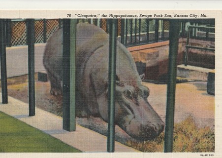 Vintage Unused Postcard: s: Linen: Cleopatra the Hippo, Swope Park Zoo, Kansas City, MO