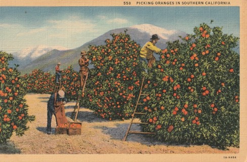 Vintage Unused Postcard: h: Orange Grove