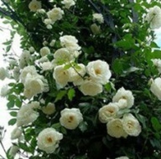 White Climbing Roses