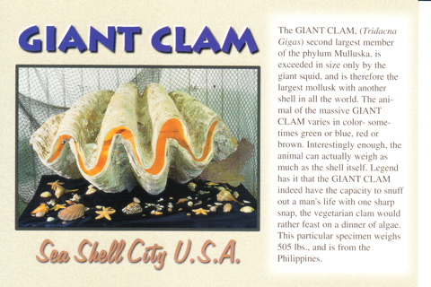 Vintage Postcard Giant Clam