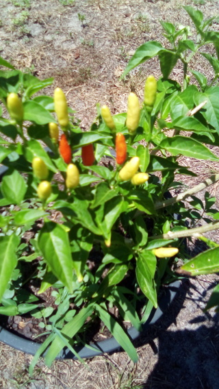 50 + Little Daddles Pepper seeds , Feel The Burn,  hot peppers seeds