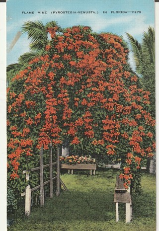 Vintage Unused Postcard: gin k: Flame Vine