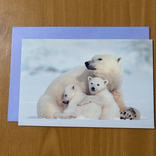 Polar Bears Note Card 