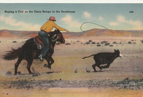 Vintage Unused Postcard: c: Roping a Calf