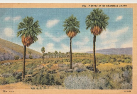 Vintage Unused Postcard: j: California Desert Natives