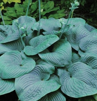 Elephant Ears Hosta