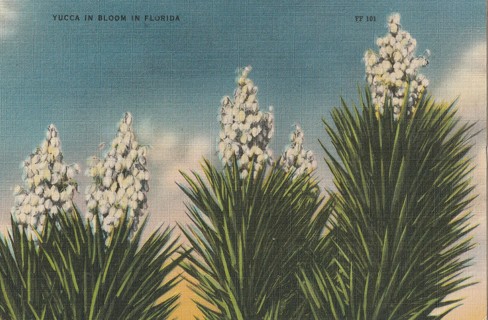 Vintage Unused Postcard: k: Yucca in Florida