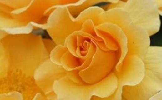 Orange Climbing Roses To Enjoy