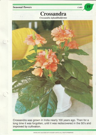 Success with Plants Leaflet: Crossandra