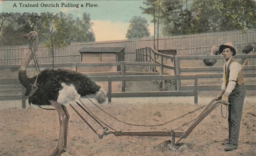 Vintage Used Postcard: t: 1915 Trained Ostrich Pulling Plow