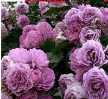 Purple Climbing Roses To Enjoy