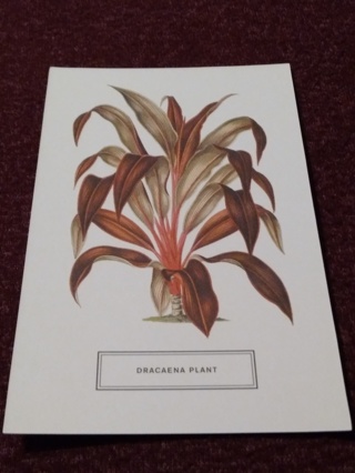 Botanical Postcard - DRACAENA PLANT