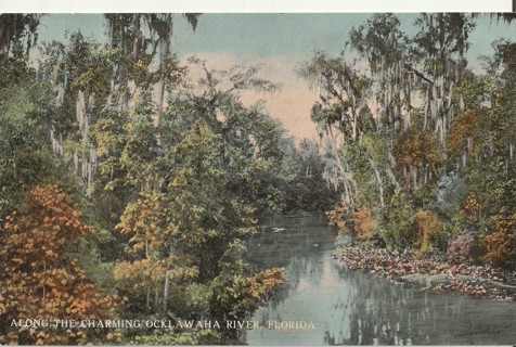 Vintage Unused Postcard: y: Pre Linen: Ocklawaha River, FL