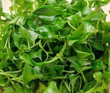 Curled Cress 15 seeds