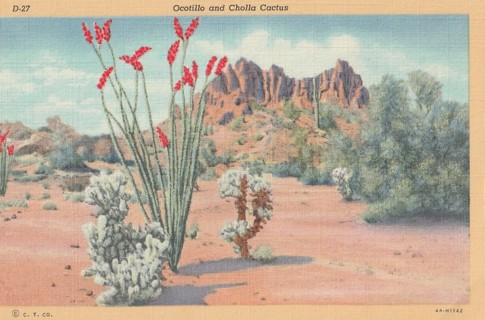 Vintage Unused Postcard: k: Ocotillo & Cholla Cactus