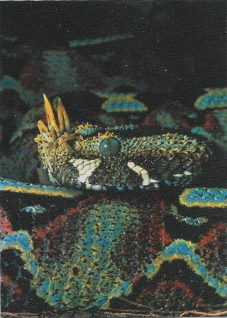  1993 Cardz World Famous San Diego Zoo #40 Rhinoceros Viper