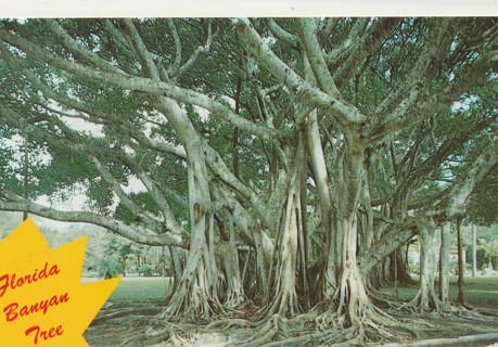 Vintage Unused Postcard: h: Florida Banyan Tree