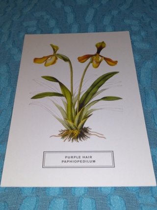 Botanical Postcard - PURPLE HAIR PAPHIOPEDILUM