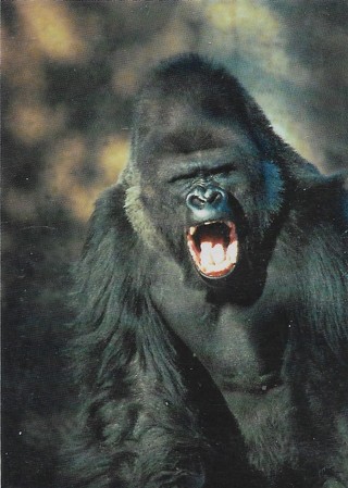 1993 World Famous San Diego Zoo #21 Lowland Gorilla