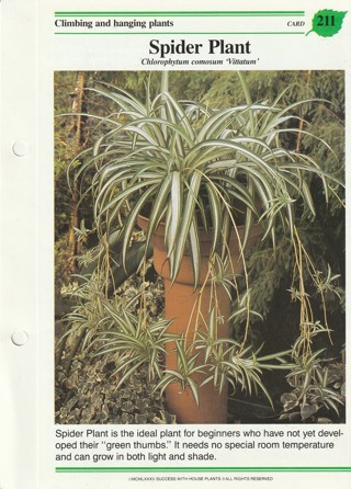 Success with Plants Leaflet: Spider Plant