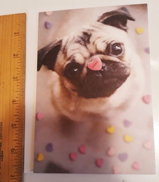 Pug Valentine's Day Card (w/Envelope) + BONUS Stickers