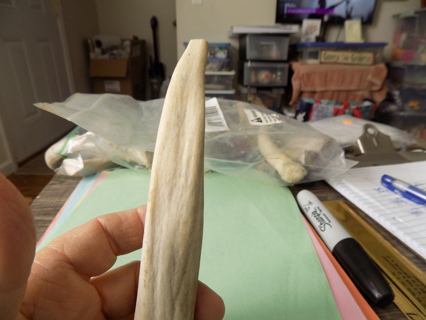 7 inch deer antler # 5 great pet chew all natural long lasting