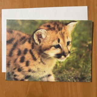 Cheetah Cub Note Card (B)