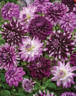 Dahlias Here-- Specked with Purple