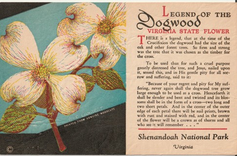 Vintage Unused Postcard: h: Flora, flowers, wild flowers