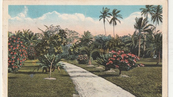 Vintage Used Postcard: (q): 1918 Florida Garden