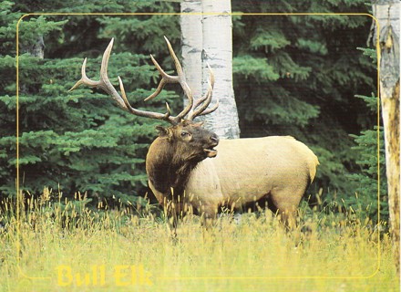 Vintage Postcard Bull Elk