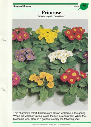 Success with Plants Leaflet: Primrose
