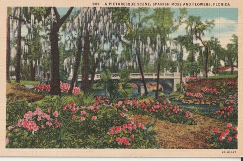 Vintage Unused Postcard: gin: Spanish Moss & Flowers, FL