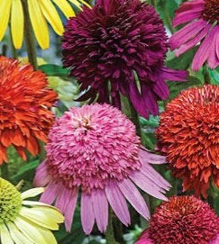 Pompom Coneflower