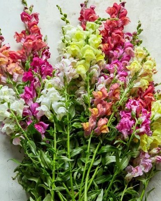 20 Snapdragon Seeds Tall variety