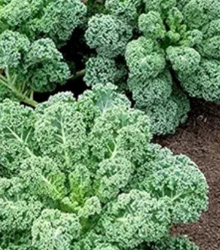 Curly Kale-20 seeds
