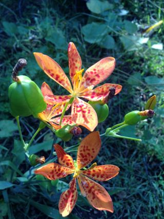 30+ organic Blackberry Lily seeds ( Belamcanda chinensis / iris domestica)