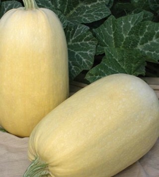 Spaghetti Squash--10 seeds!