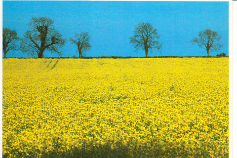 Vintage Postcard Meadow, Ireland