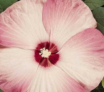 Mighty Colorful Giant Hibiscus--Hardy Luna Pink