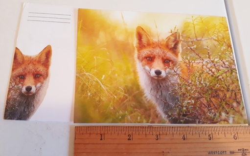 Fox Photo Card (with Matching Envelope)