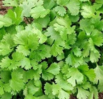 20 cilantro seeds for your cooking pleasure!s
